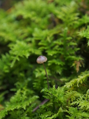 苔に包まれて
