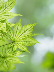 柳緑