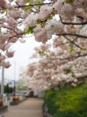 散歩道