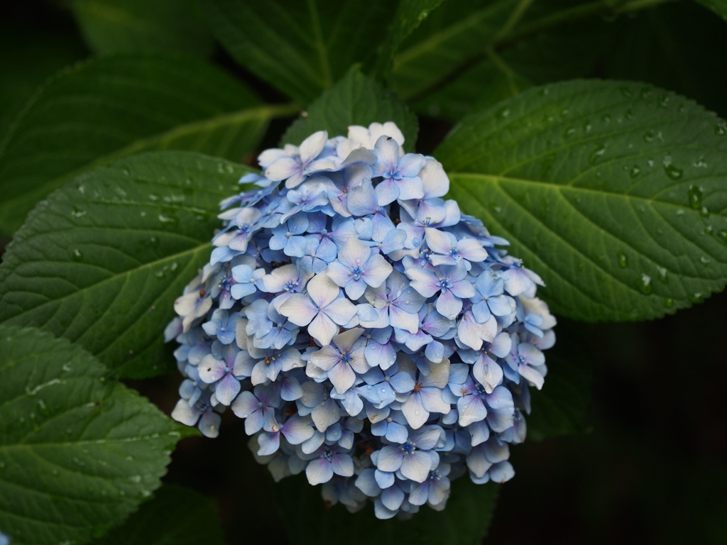 雨上がりの紫陽花①