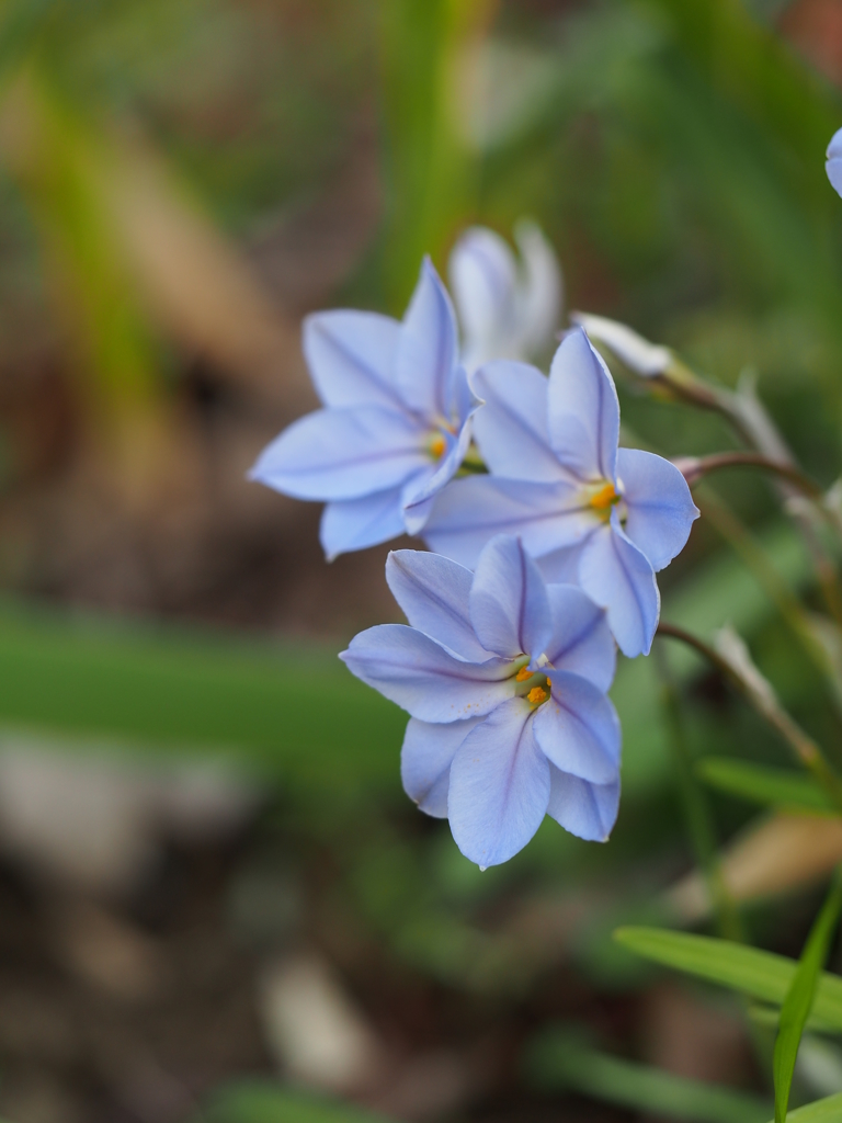 日陰に咲く花 By さいじ Id 写真共有サイト Photohito