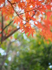 Red　Maple