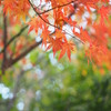 Red　Maple