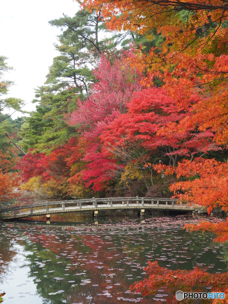 紅葉に続く橋
