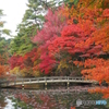 紅葉に続く橋