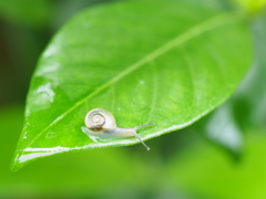 覗き見
