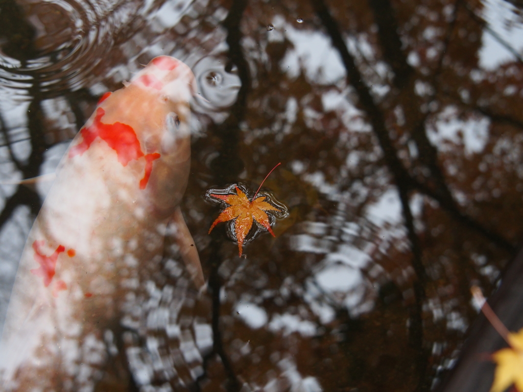 京都紅葉～コイとモミジ～