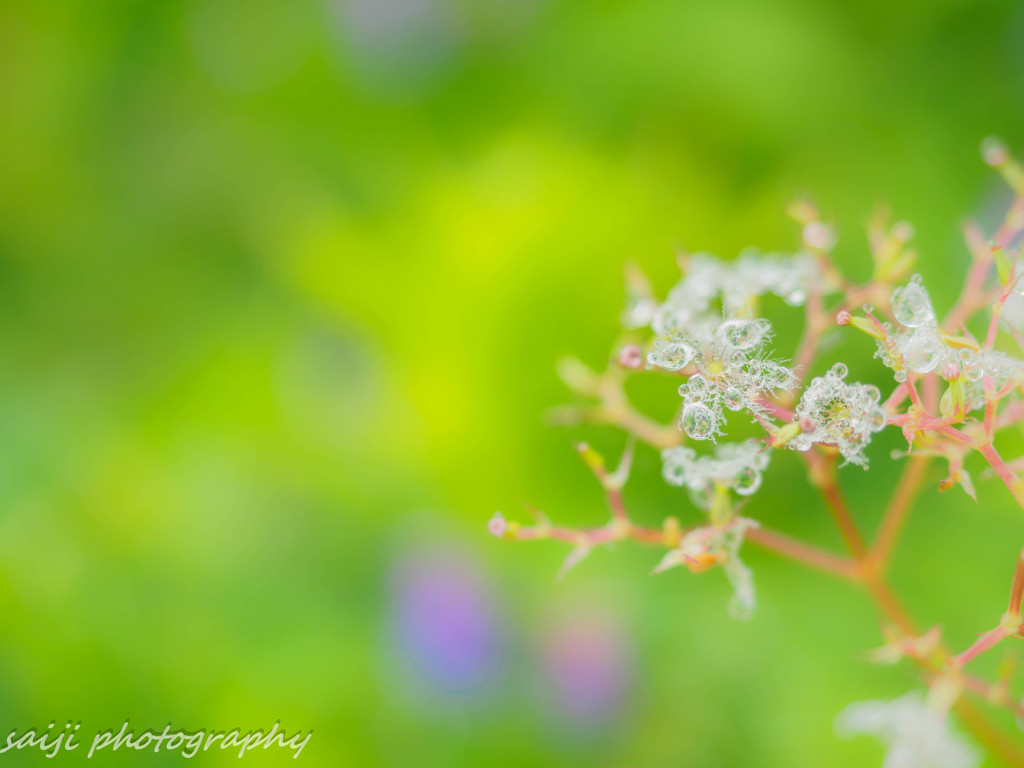 crystal flower③