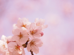 SAKURA②