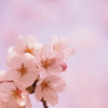 SAKURA②