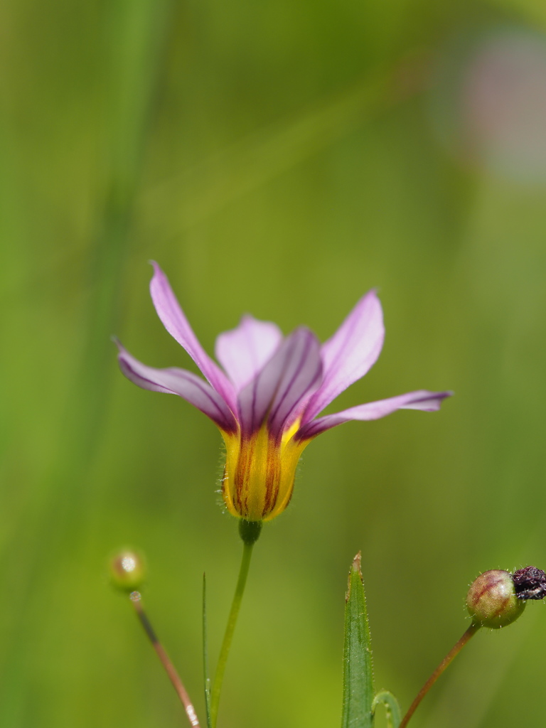 Purple＆Yellow