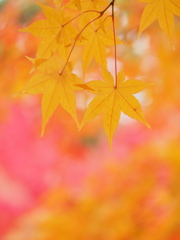 京都紅葉～黄葉～