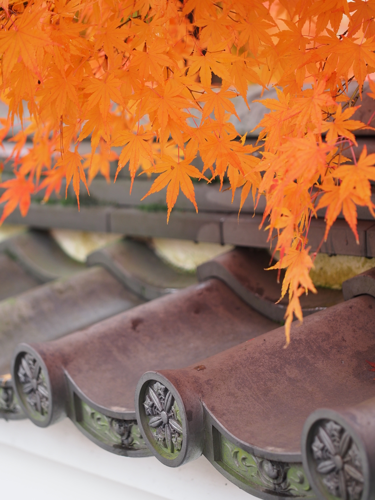 京都紅葉～紅葉と瓦～