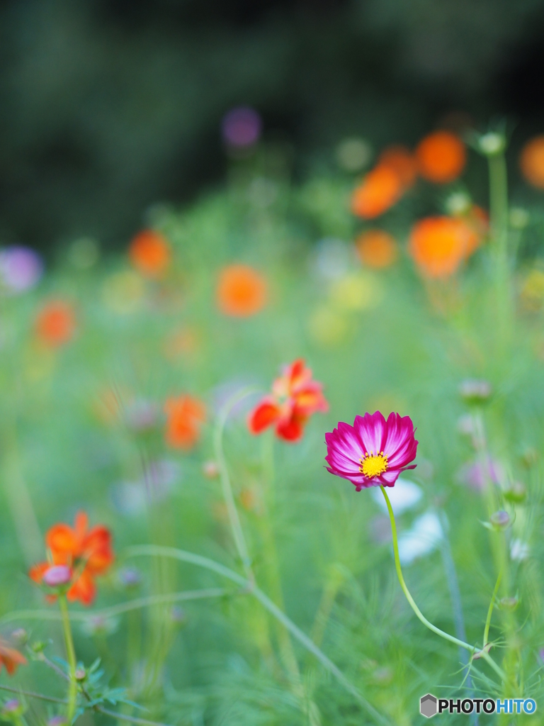 Cosmos