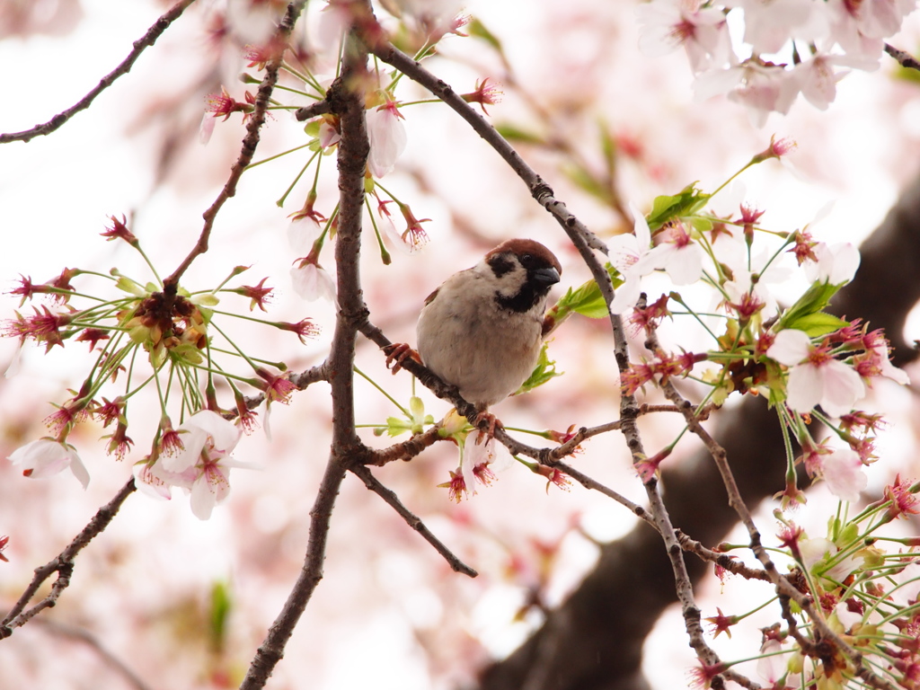 桜雀