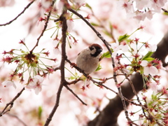桜雀