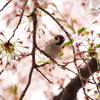 桜雀