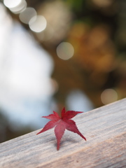 京都紅葉～川辺～