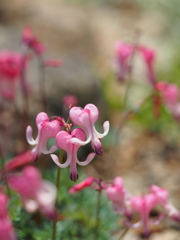 高嶺の花