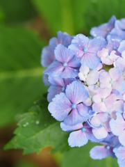 雨上がりの紫陽花②