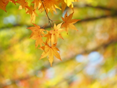 Yellow　Leaf