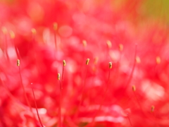 紅く燃える