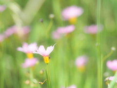 散歩日和