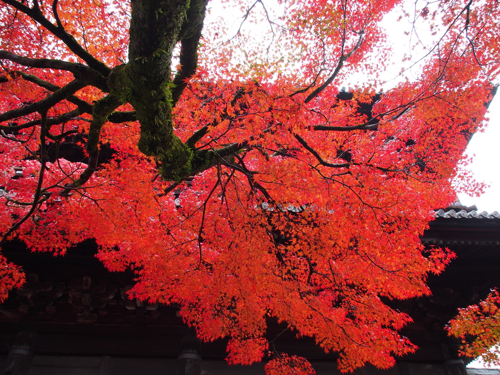 京都紅葉～見上げると～