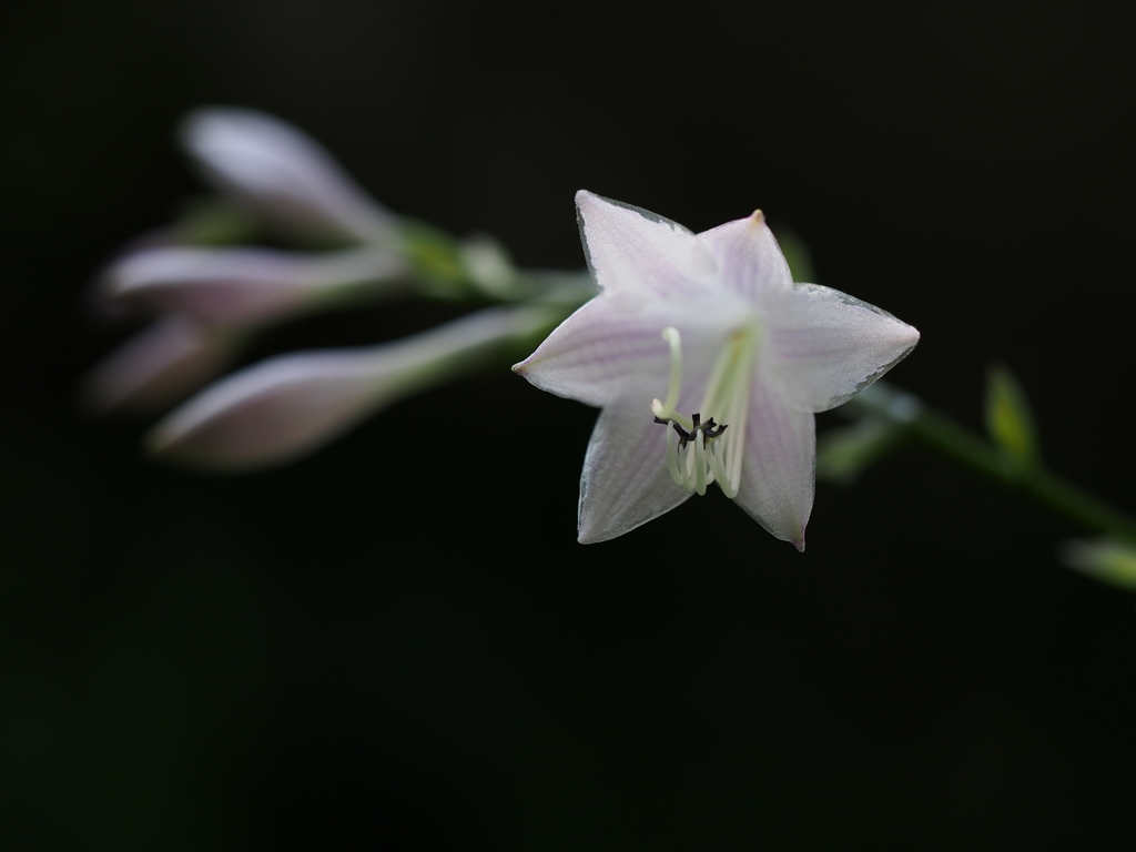 昼間の華火
