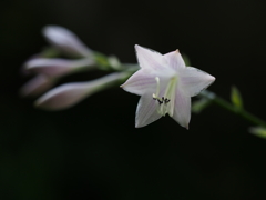 昼間の華火