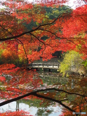 紅葉の奥に