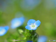 春になったら