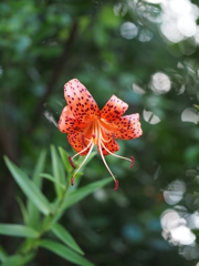 鬼百合