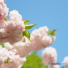 Pastel Color③