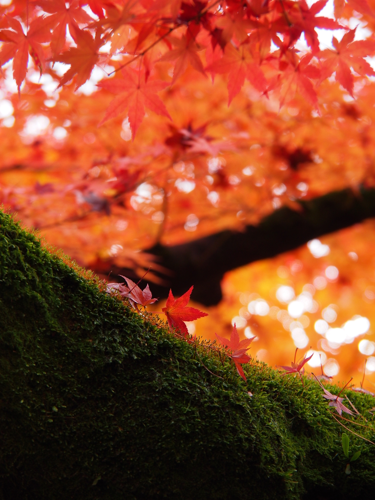 京都紅葉～木の上から～