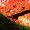 京都紅葉～木の上から～