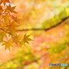 Orange　Leaf