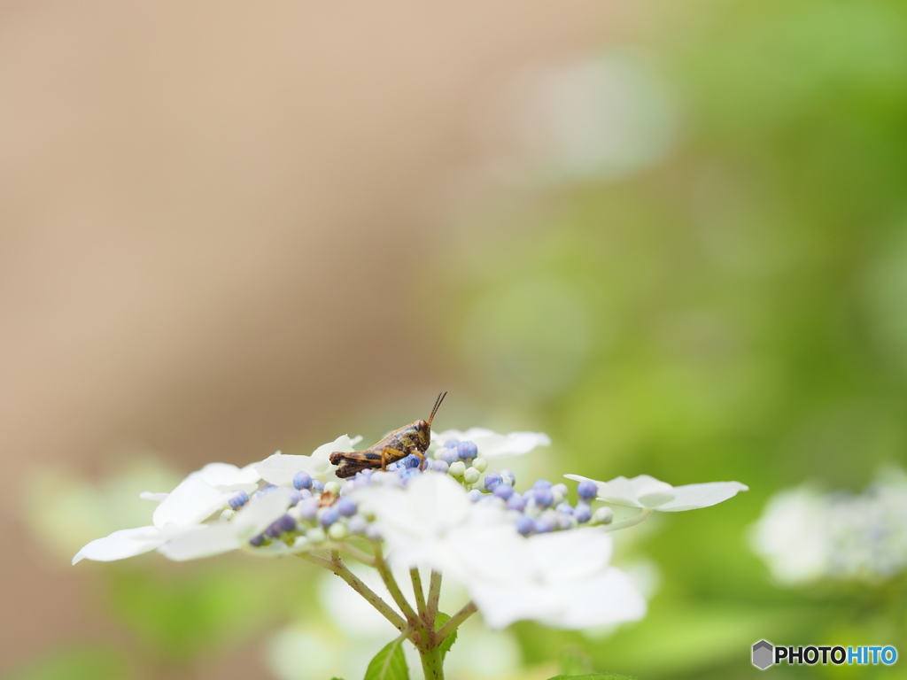 紫陽花散策①