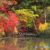 映る紅葉