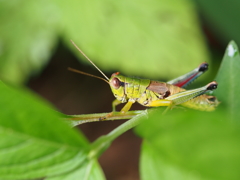 colorful　grasshopper