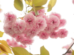 八重桜①