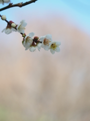 淡い春