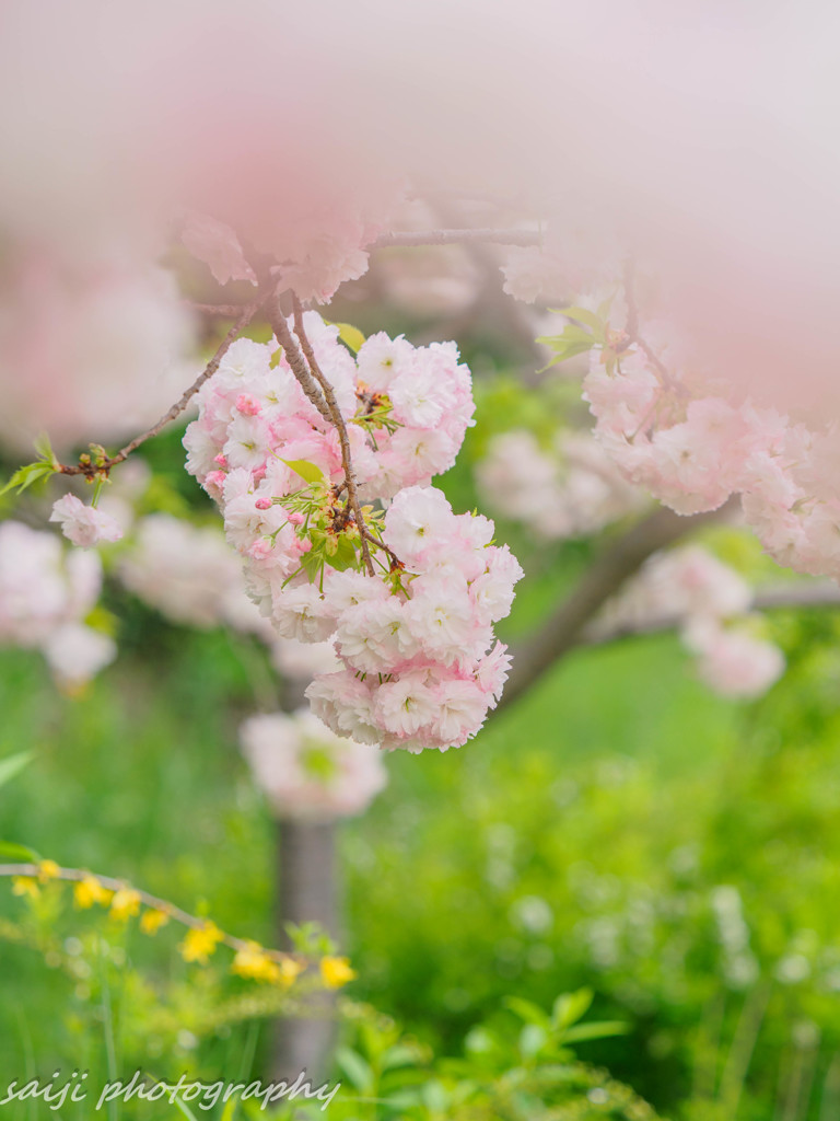 八重桜