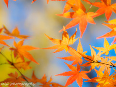 パステル紅葉