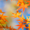 パステル紅葉