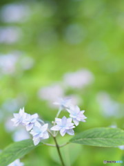 紫陽花散策②