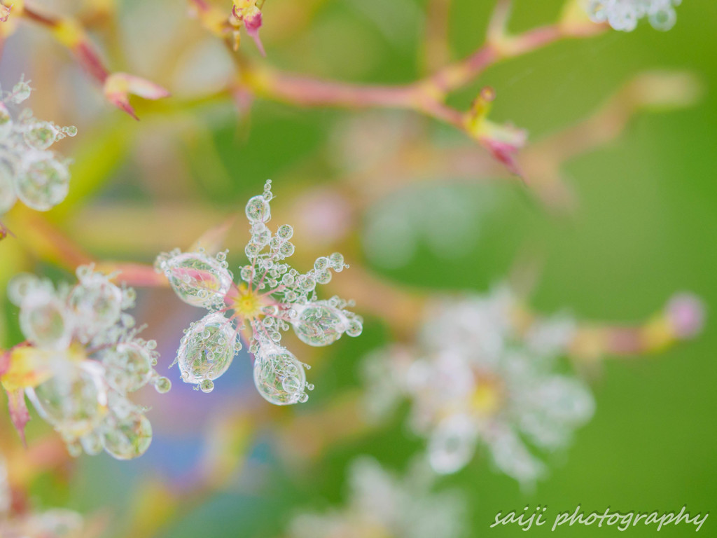 crystal flower①