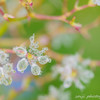 crystal flower①