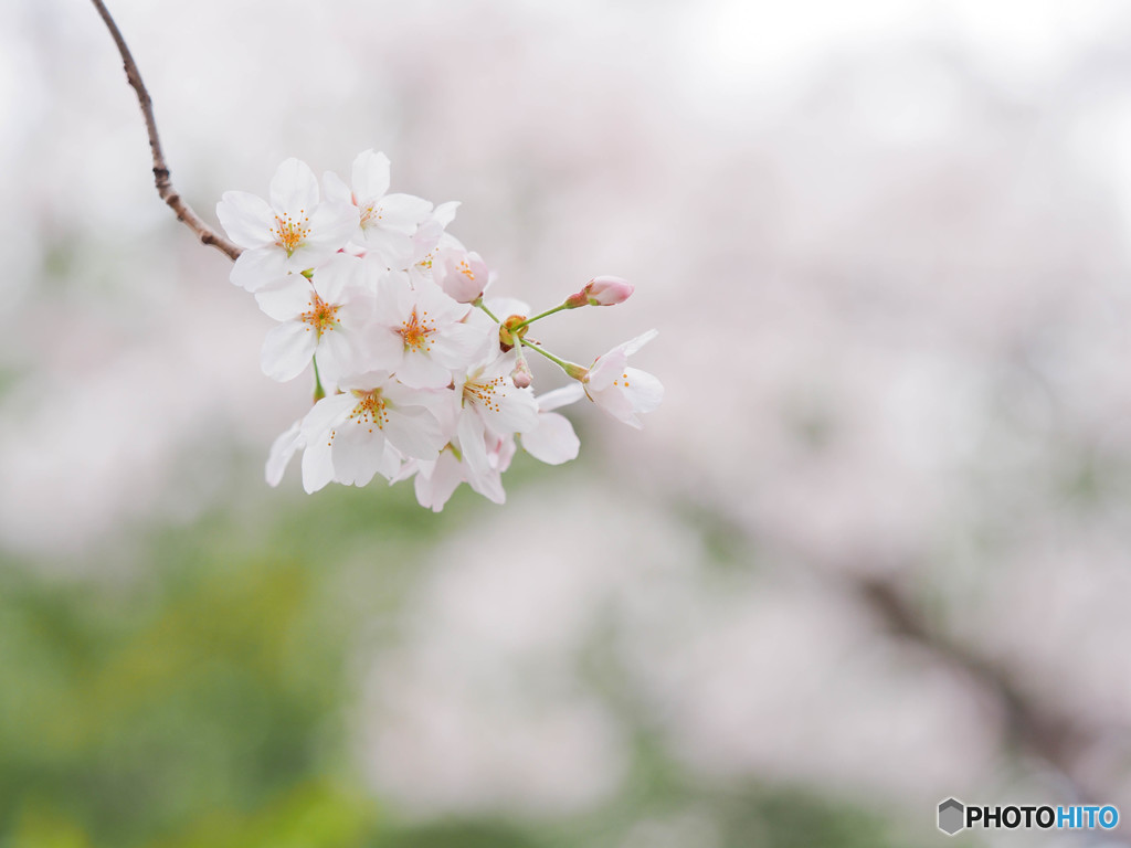 SAKURA②