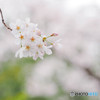 SAKURA②